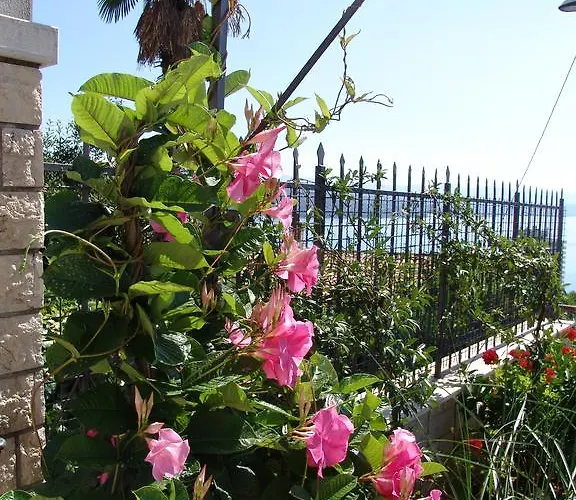 Anamarija * オパティヤ